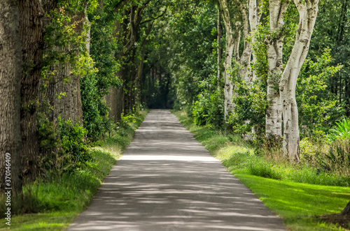 Narrow straight asphalt road near Hoogeveen, The Netherlands, with oak trees on one side and birches on the other photo