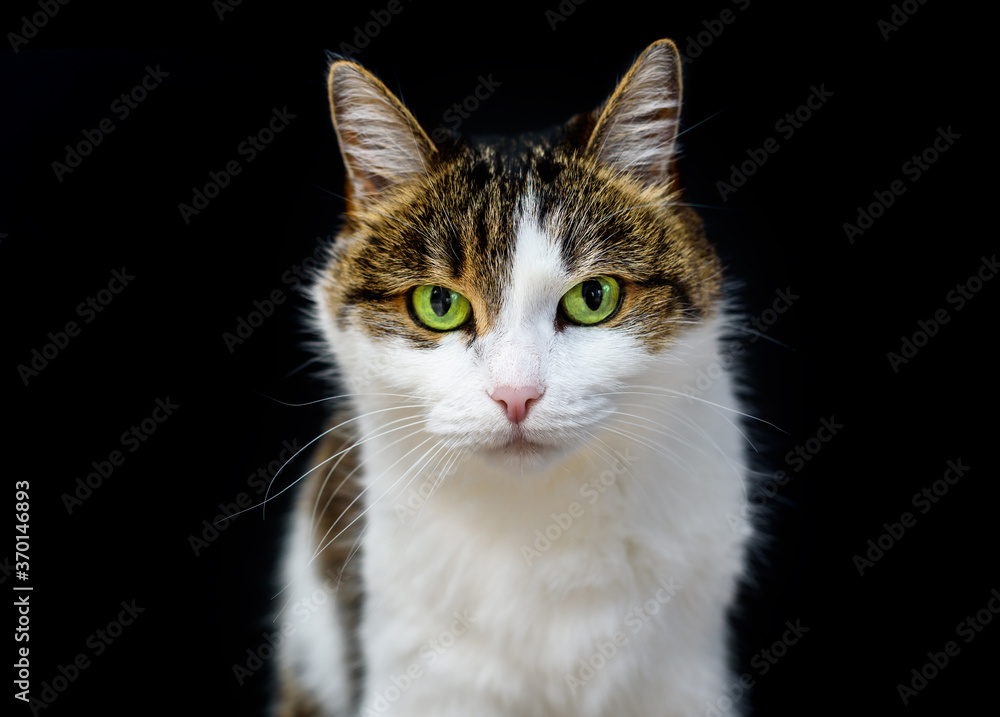 Close-up portrait of tabby cat with amazing green eyes looking in camera on isolated black background
