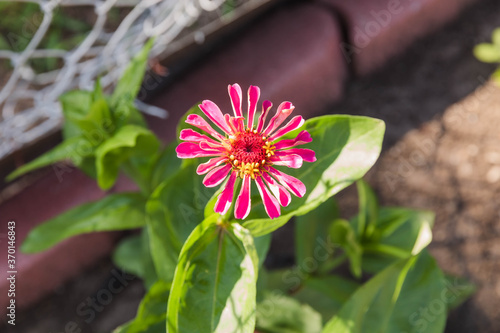 a solitary red zinnia finally blooms in the back garden