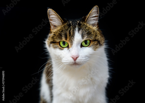 Close-up portrait of tabby cat with amazing green eyes looking in camera on isolated black background