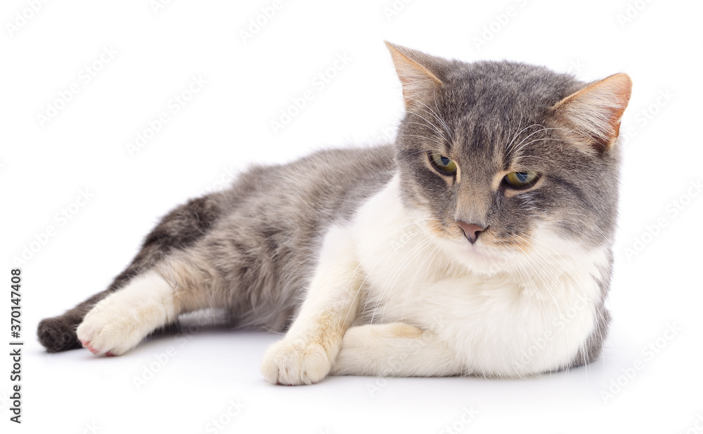 Obraz premium Dark gray cat.