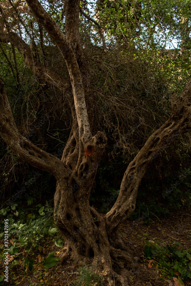 Obraz premium Tree in the woods