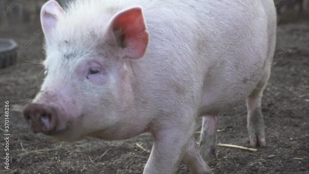 Funny, curious domestic pigs run around in the barnyard, digging manure with their nose, looking for food. Family business, agricultural farm. Funny, curious domestic pigs run around in the barnyard, digging manure with their nose, looking for food. Family business, agricultural farm.