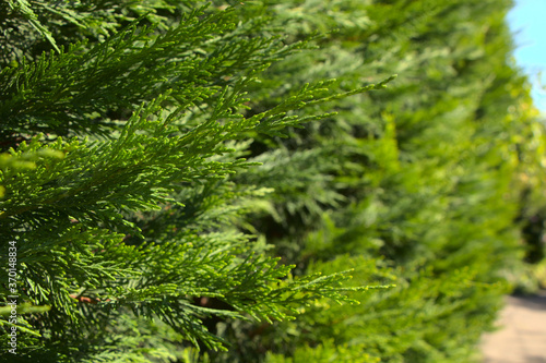 Branches of green thuja. Selective focus on the branches of an evergreen coniferous tree. Photo on the screensaver.