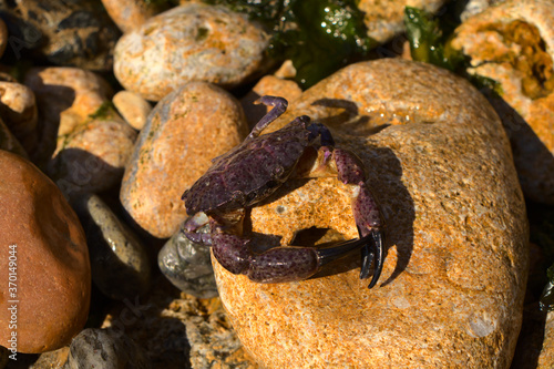 Crab close up on a stone.Crab Xantho poressa purple. Marine inhabitant of the Black Sea.