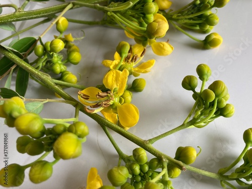 Yellow wild flowera photo