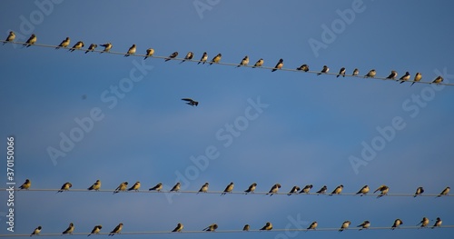 Photography flock of birds sitting