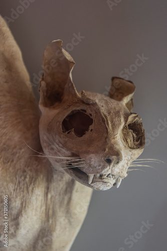 Mumifizierte Katze