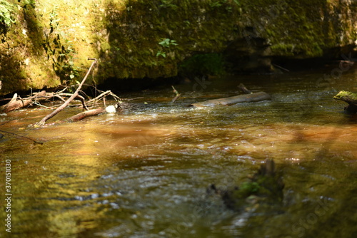 Fototapeta Naklejka Na Ścianę i Meble -  wild river, erupean river, shallow water in the forest