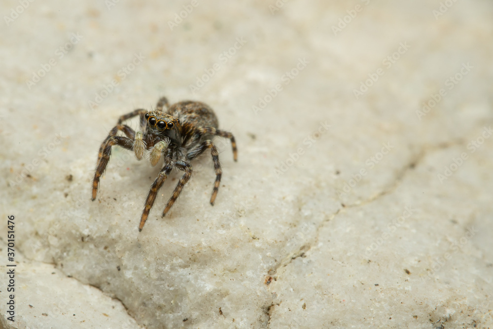 Pseudeuophrys lanigera wollige Mauerspringspinne