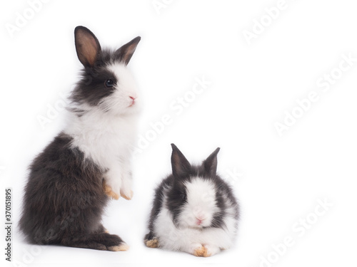 Two cute little black and white bunny rabbit, one standing on two feet and the other sitting down on white background.