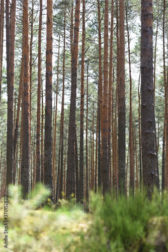 pine forest, transparent and heavily cleaned. European forest