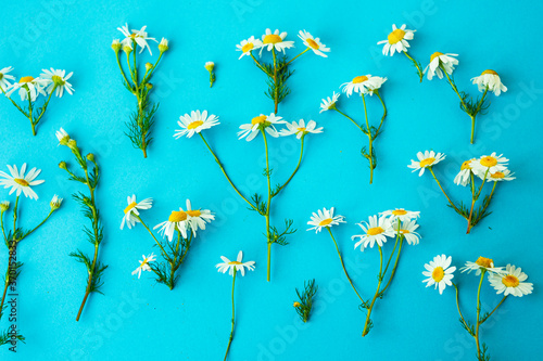 Flat lay spring and summer white chamomile flowers with green stems on blue background from top view. Floral pattern.