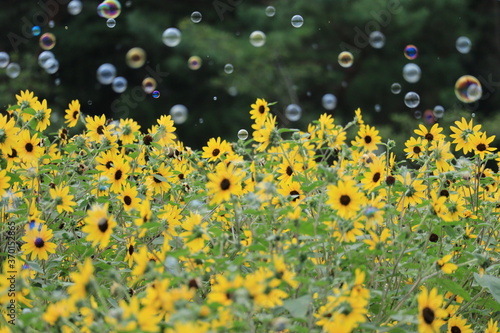 Sun flower and Soap bubble in Showakinen Park,japan,tokyo