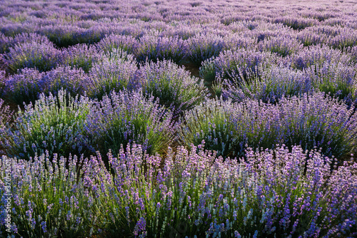 Sunset over a violet lavender field in Greece