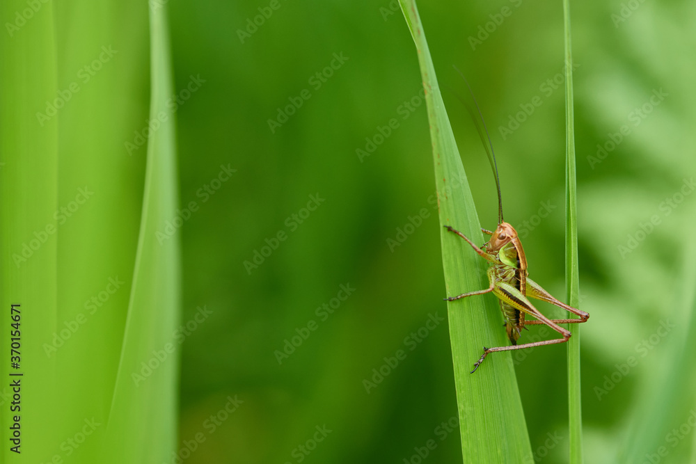 Fototapeta premium Nymphe von Roesels Beißschrecke (Roeseliana roeselii) 