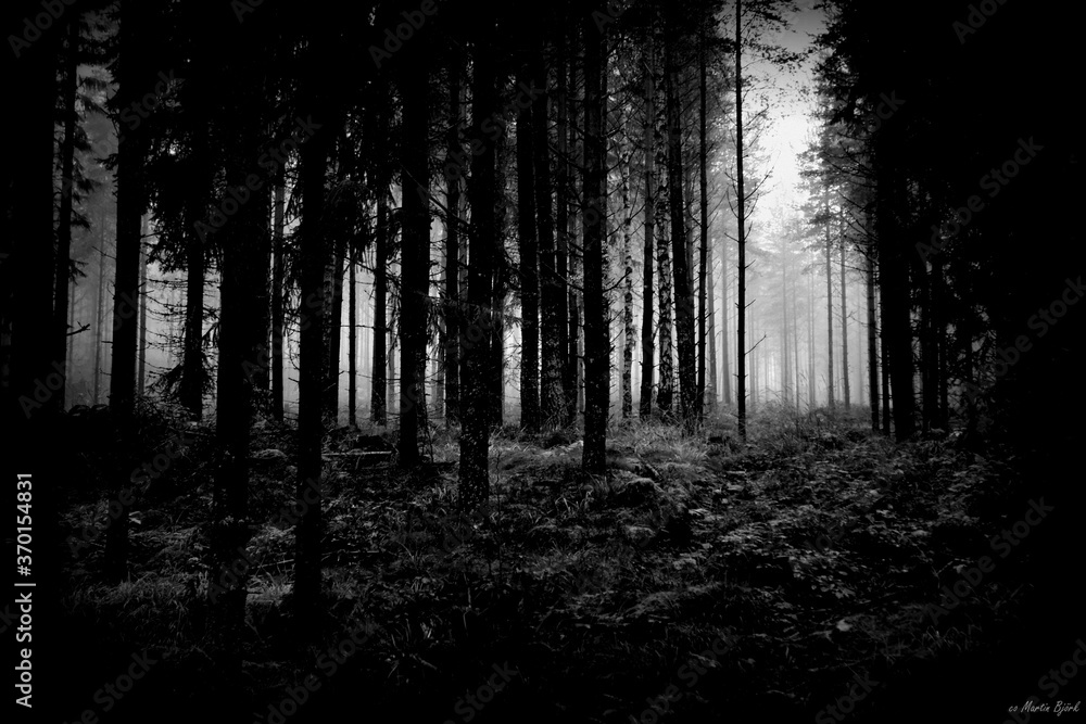 Fototapeta premium forest in fog