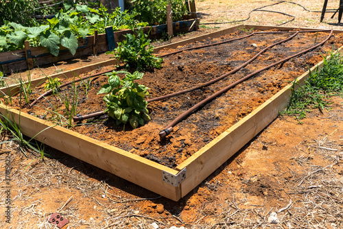 An earthen bed prepared for planting with a spot-drip irrigation system at special site , where primary school students may learning about agriculture and farming