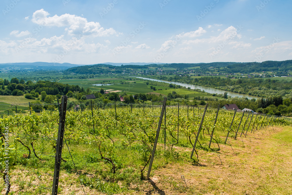 Summer landscape with green hills, river valley and vineyards. Green grape vine trees growing before harvest. Polish vineyard