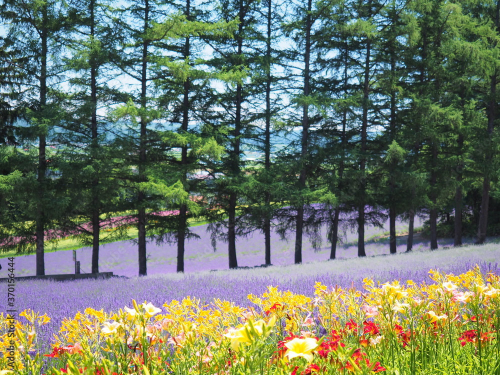 Fototapeta premium 北海道の風景 富良野ファーム富田
