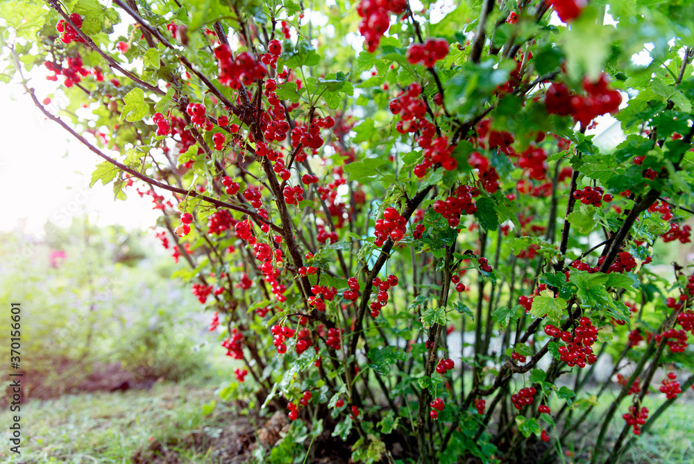 Ripe red currants growing on branch in garden. Close up of sweet red berries after rain. Red currant (ribes rubrum) hanging from bush Ripe red currants growing on branch in garden. Close up of sweet red berries after rain. Red currant (ribes rubrum) hanging from bush