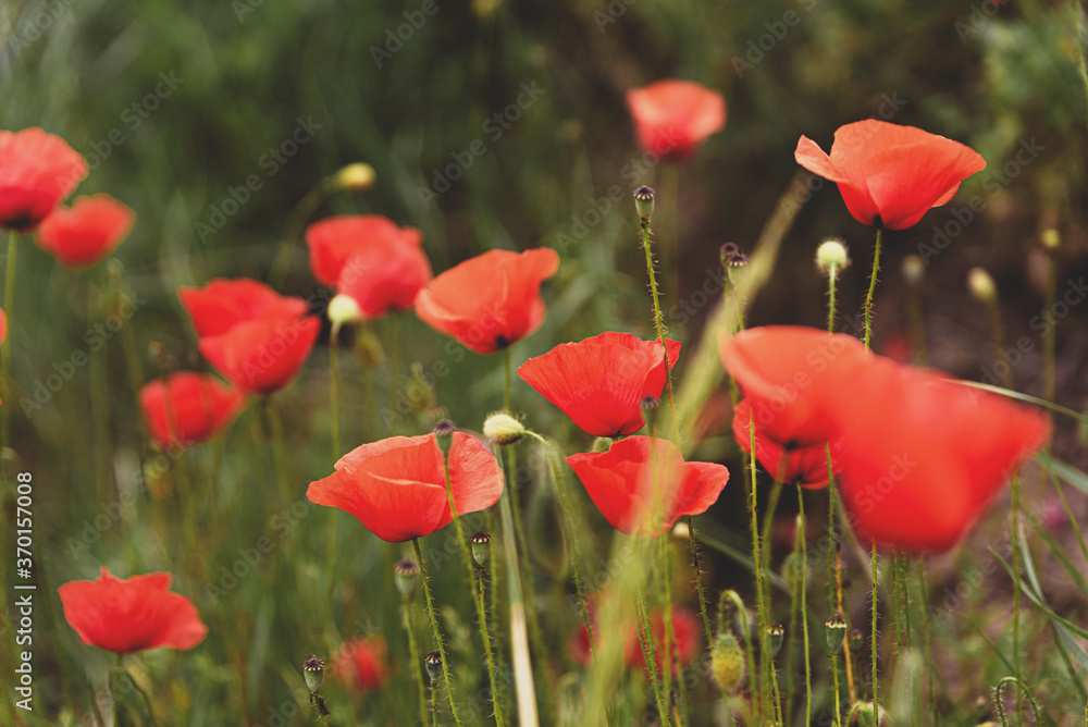 Obraz premium Summer meadow with blooming corn poppies. Close up of red poppies growing in field in summer. Floral background with poppy flowers