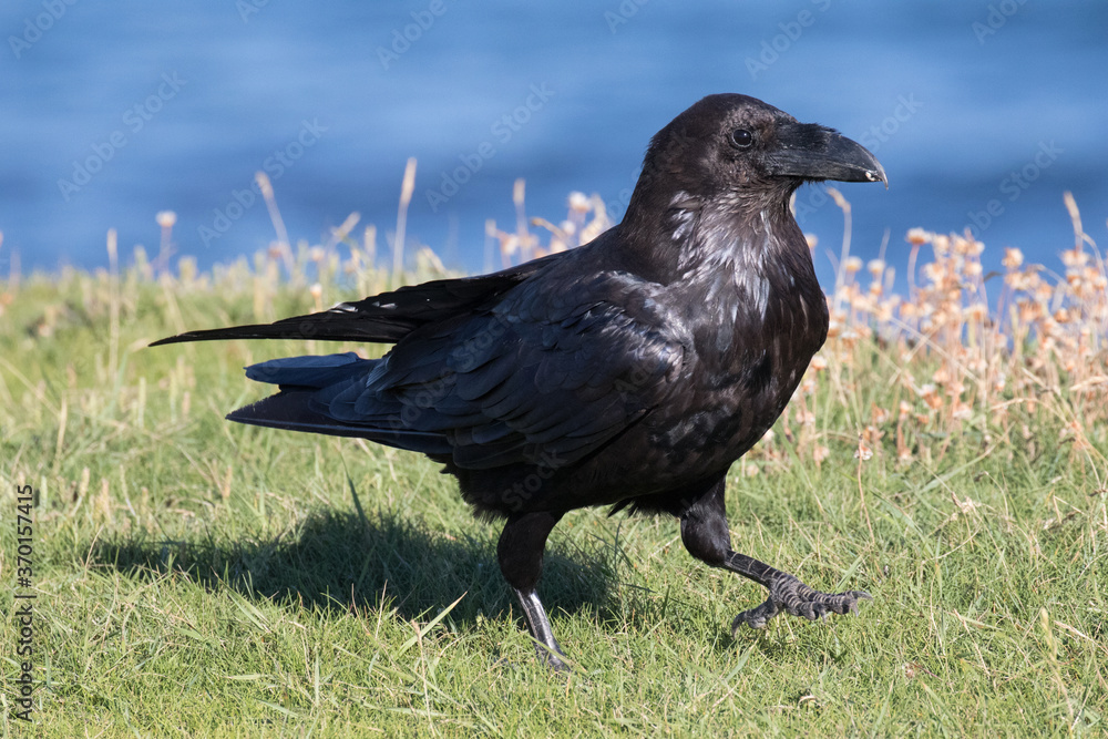 British Raven, the largest of the crow family. British Raven, the largest of the crow family.