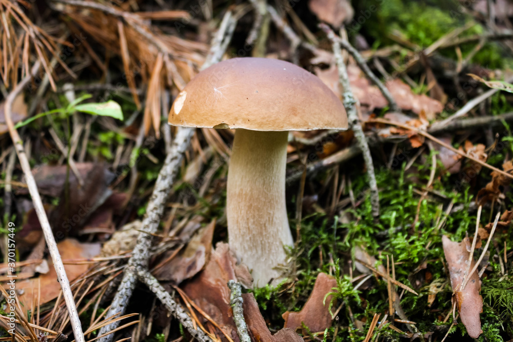 Edible delicacy white mushroom boletus grows in the autumn forest Edible delicacy white mushroom boletus grows in the autumn forest