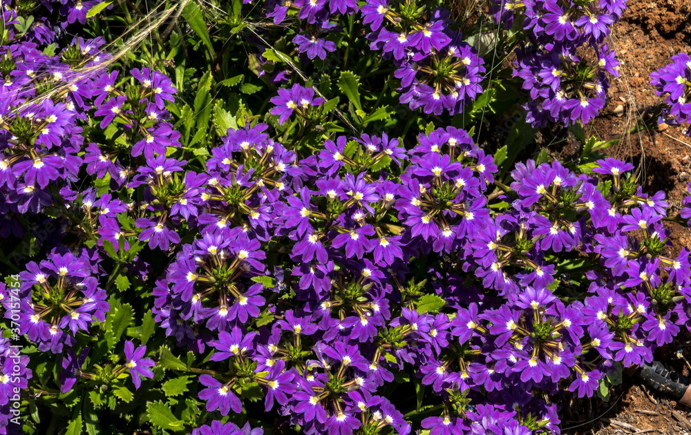 Scaevola aemula Aussie Crawl, Fan Flower, hardy mound forming ground cover with blue mauve fan shaped flowers with white center