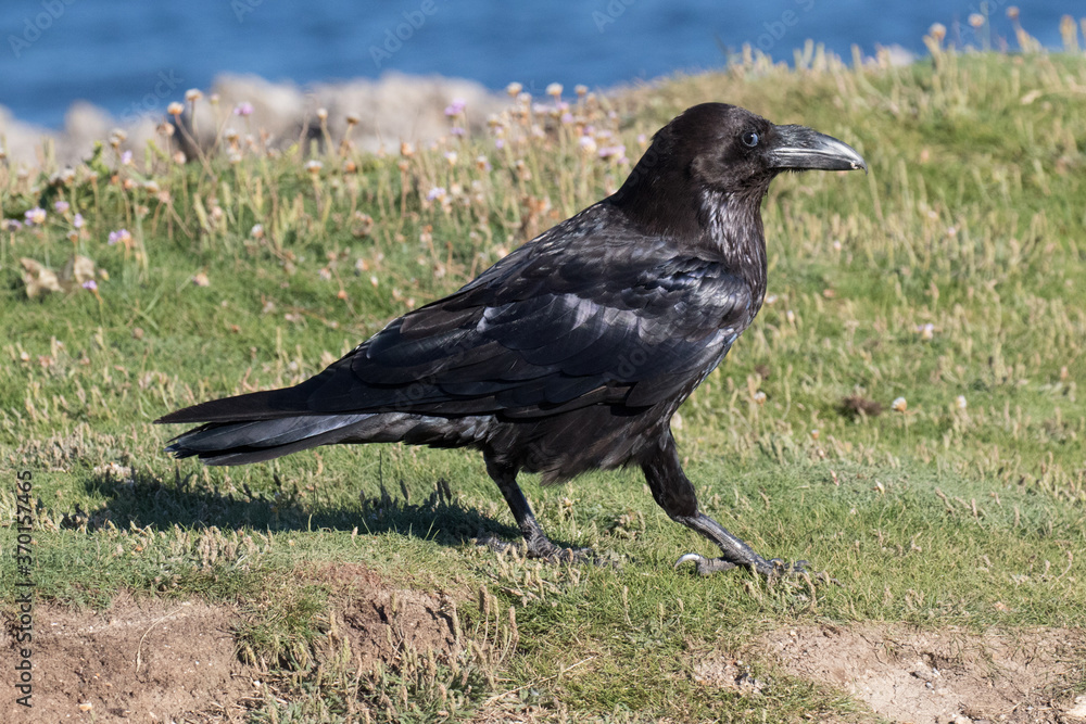 British Raven, the largest of the crow family. British Raven, the largest of the crow family.