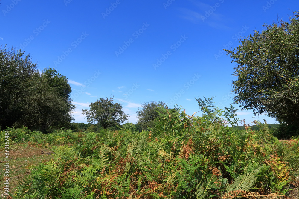 Obraz premium A beautiful Landscape scene with ferns and trees in Brockenhurst