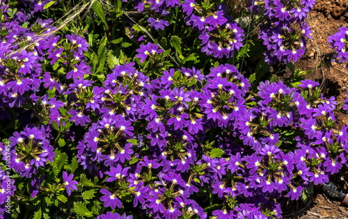 Scaevola aemula Aussie Crawl  Fan Flower  hardy mound forming ground cover with blue mauve fan shaped flowers with white center