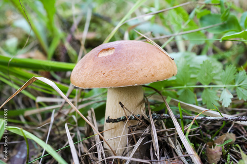 Edible delicacy white mushroom boletus grows in the autumn forest
