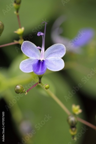 クレロデンドルム・ウガンデンセ (Clerodendrum ugandense) photo