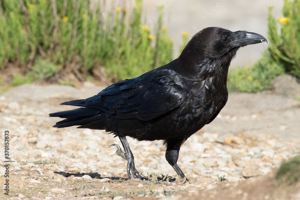 British Raven, the largest of the crow family. British Raven, the largest of the crow family.
