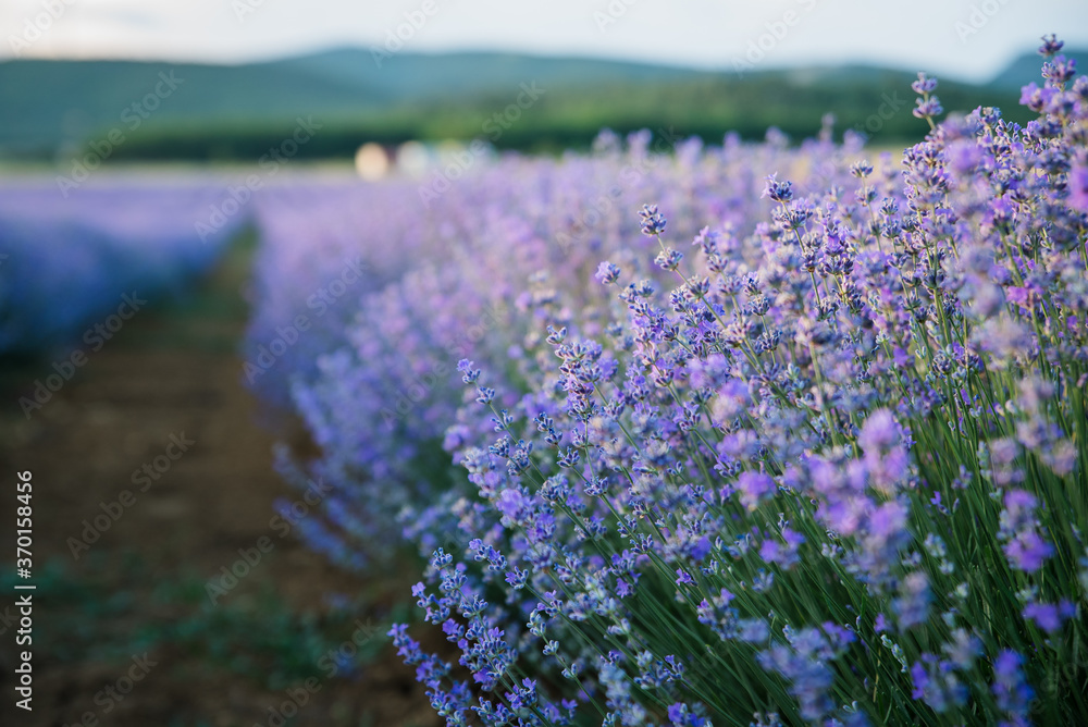 Obraz premium Sunset over a violet lavender field in Greece