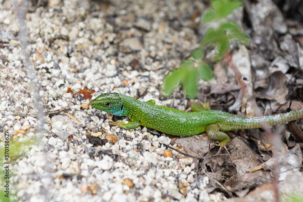 Green wild lizard hiding on rocky surface Green wild lizard hiding on rocky surface