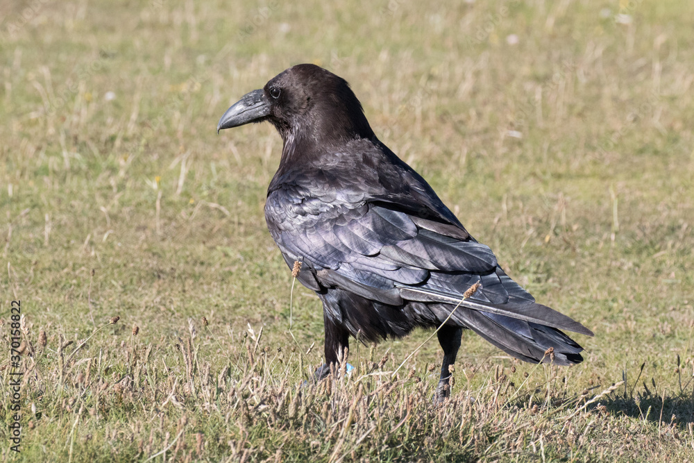 British Raven, the largest of the crow family. British Raven, the largest of the crow family.