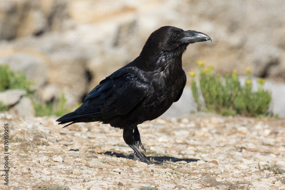 British Raven, the largest of the crow family. British Raven, the largest of the crow family.