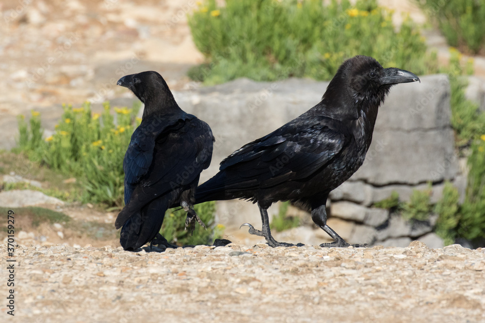 British Raven, the largest of the crow family. British Raven, the largest of the crow family.