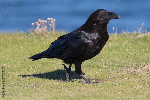 British Raven, the largest of the crow family. © Ian Kennedy