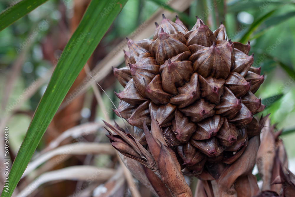 Nipa palm or Nypa fruticans wurmb on tree with sunlight in the garden on nature background. Nipa palm or Nypa fruticans wurmb on tree with sunlight in the garden on nature background.