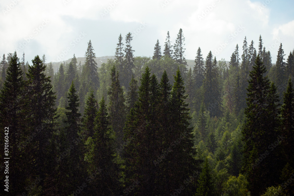 green forest in the mountains, åre, jämtland, sverige