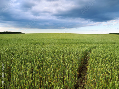 Green ripening ears of wheat on a wheat field and a blue sky with clouds.