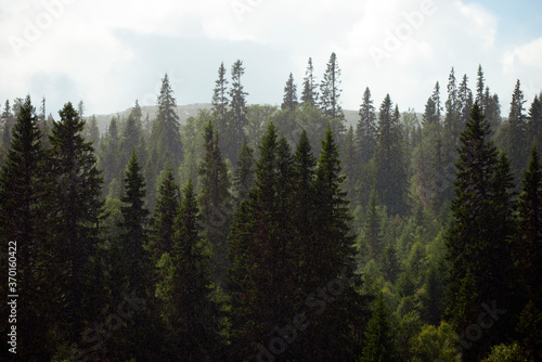 green forest in the mountains    re  j  mtland  sverige