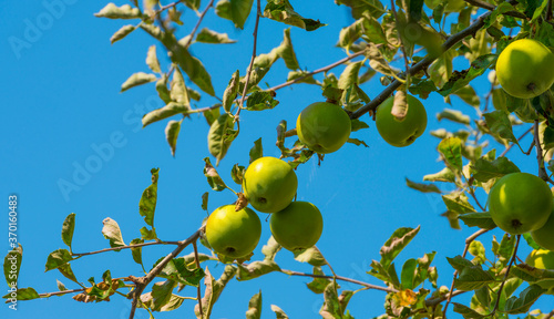 Apples in an apple tree cultivated in a garden in bright sunlight in summer during and after a rain shower, Almere, Flevoland, The Netherlands, August 8, 2020