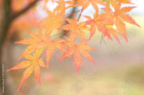 Close up of beautiful and cute red Autumn leaves, Kyoto, Japan, Asia, soft focus