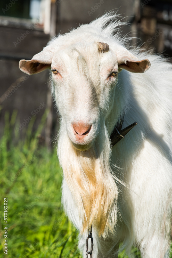 white goat portrait on the farm outdoor. white goat portrait on the farm outdoor.