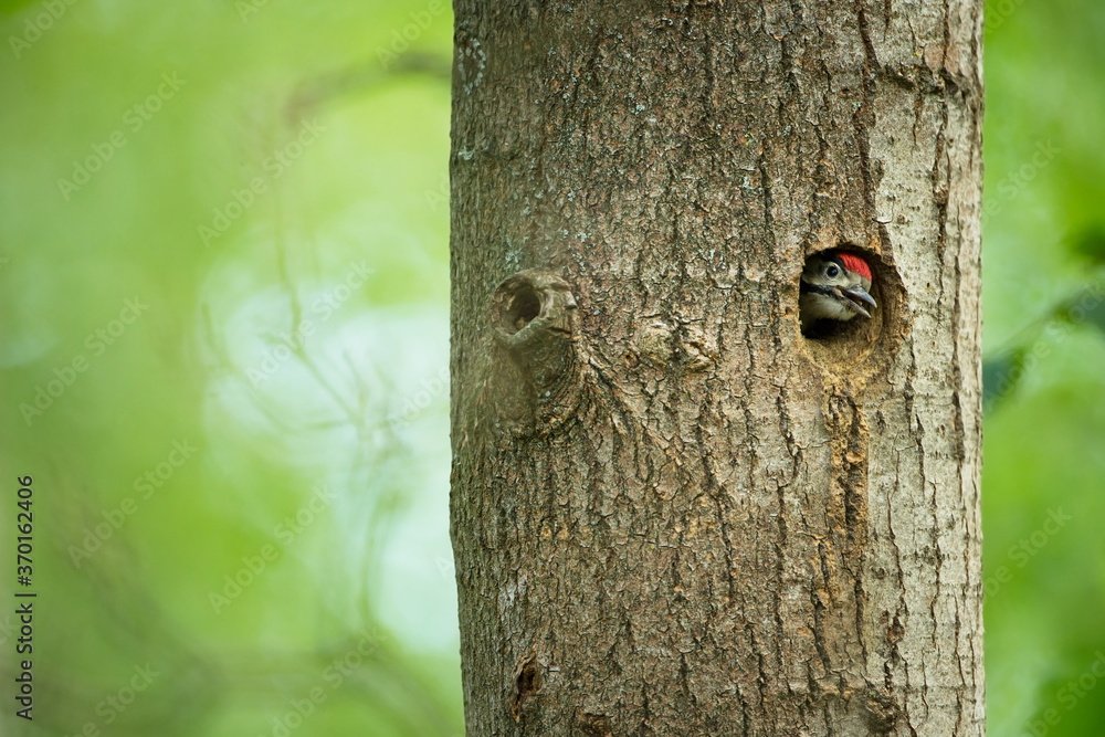 Dendrocopos major. Wild nature of the Czech Republic. Evening photography. Free nature. Beautiful picture. Photos of nature.