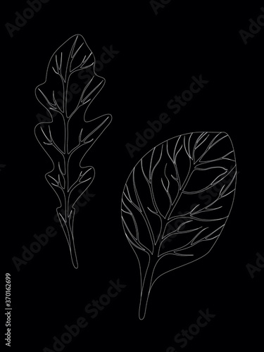 Arugula rucola (rocket salad) and spinach. Leaves isolated on black background. Line Vector illustration. Fresh herbs. Vegetarian Ingredient. Organic food. Logo, packaging, print, market store